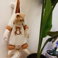 گربه اسکاتیش نر