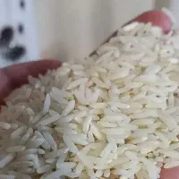 برنج هاشمی اصل دانه بلند تازه درجه یک|خوردنی و آشامیدنی|کوچصفهان, |دیوار