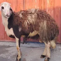 قوچ پلنگی ۲ شیره به فروش میرسد