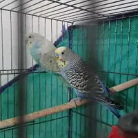 یه جفت مرغ عشق|پرنده|تفت, |دیوار