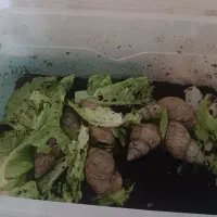 حلزون|خزنده|مشهد, آزادشهر|دیوار