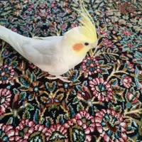 عروس هلندی نر بالغ|پرنده|رفسنجان, |دیوار