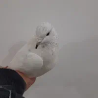 نرکفتر کربلایی مکان بافق