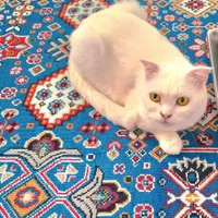 گربه اسکاتیش فولد