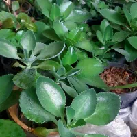 گل خانگی|گل و گیاه طبیعی|اصفهان, کساره|دیوار