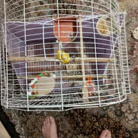 فروش قفس طوطی|لوازم جانبی حیوانات|لاهیجان, کوی زمانی|دیوار