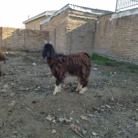 فروش چوش نر|حیوانات مزرعه|گمیشان, |دیوار