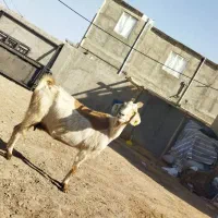 فروش 1 راس بز جوان پورشیر|حیوانات مزرعه|قزوین, |دیوار