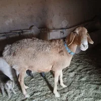 بره عربی شیری|حیوانات مزرعه|تربت جام, کلالی|دیوار