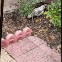 جوجه بوقلمون جوجه گلین نژاد خوب ریش چهل تخم نطفه|حیوانات مزرعه|آبیک, |دیوار