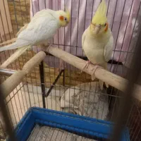 عروس هلندی لوتینو نر و ماده|پرنده|تهران, توحید|دیوار