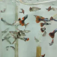 انواع گوپی و مولی / آکواریوم بهروز|ماهی|زنجان, |دیوار