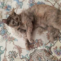 گربه اسکاتیش برتیش|گربه|مشهد, ادیب نیشابوری (شهرک غرب)|دیوار