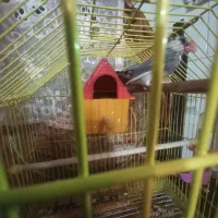 پرنده فنج نرگسی نر و ماده|پرنده|تبریز, |دیوار