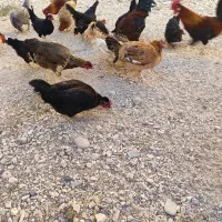 مرغ‌وخروس‌محلی|حیوانات مزرعه|بندر گناوه, |دیوار