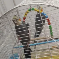 دوتا طوطی عروس نر|پرنده|رشت, سیا اسطلخ|دیوار