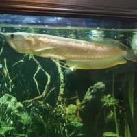 ماهی آروانا