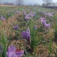 فروشه زعفران تازه واسه امسال|عمدهفروشی|خرمدره, |دیوار