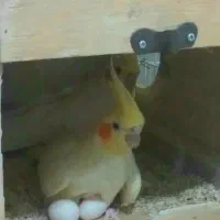 عروس هلندی لوتینو