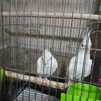 جفت عروس با جوجه رامسر