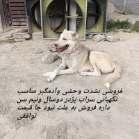سگ نگهبان