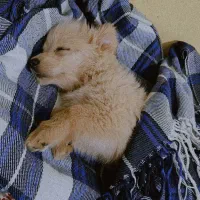 سگ شیتزو|سگ|کرمان, |دیوار