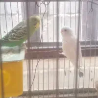 یک جفت مرغ عشق