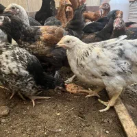 جوجه امپراطور مرغ خروس جوجه محلی|حیوانات مزرعه|ساری, |دیوار