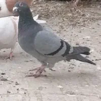 سبز گم کردم امروز ظهر