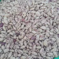 لوبیا چیتی زنجان