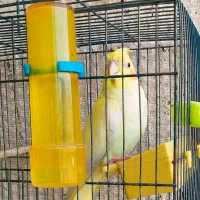 عروس هلندی|پرنده|کوهدشت, |دیوار