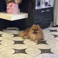 پامرانین خرسی