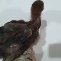 لاری افغان