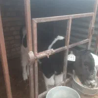 ۲ راس شیر خور درجه یک