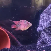 فلاور ماده مولد سایز ۱۲ سانت|ماهی|شیراز, شهرک سراج‎|دیوار