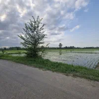 ۲۲هزار متر(دوهکتار)شالیزار سنتی سند دار بر اسفالت