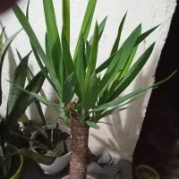 گل یوکا و گل سانسوریا|گل و گیاه طبیعی|بابلسر, |دیوار