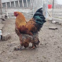 خروس برهما|حیوانات مزرعه|جلفا, |دیوار