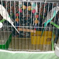 ۴عدد مرغ عشق نرو ماده بالغ|پرنده|بیجار, |دیوار