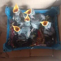 چهار عدد جوجه مینای افغانی اصل سیخ پر