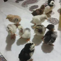 جوجه محلی ۳۸ تومان