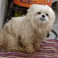 سگ شیتزو|سگ|کرمانشاه, |دیوار