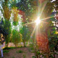انجام کلیه خدمات باغبانی|خدمات باغبانی و درختکاری|تهران, پاسداران|دیوار