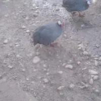 سسه یک عدد ماده