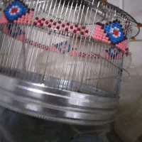 قناری نر جوجه