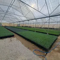 گلخانه تولید نشا