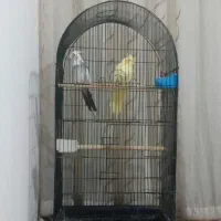 عروس هلندی معاوضه با مرغ محلی