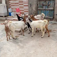 چند عدد کهره گوشتی  باب نزری خون ماه رمضان