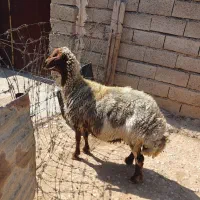 ۱ راس میش جوان داشتی
