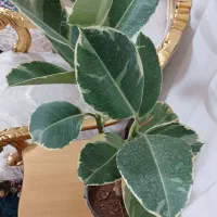 گل فیکوس شرابی|گل و گیاه طبیعی|تربتحیدریه, بهشت عسکری|دیوار